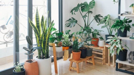 Lift Your Spirits and Your Health With Houseplants! - Floral Acres Greenhouse & Garden Centre