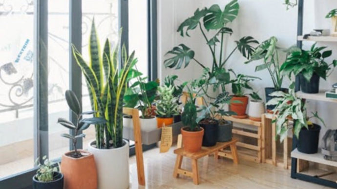 Lift Your Spirits and Your Health With Houseplants!