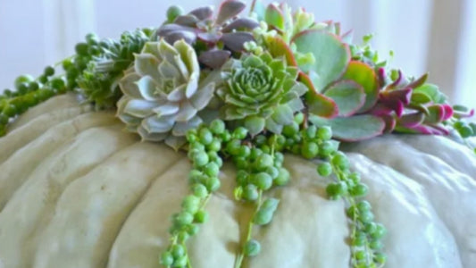 Use Plants for Decorating October Pumpkins! - Floral Acres Greenhouse & Garden Centre