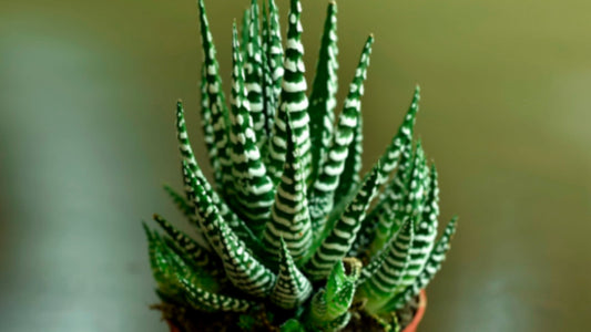 Our Favourite Succulents - Floral Acres Greenhouse & Garden Centre