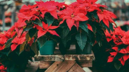 How To: Caring for your Christmas Plants - Floral Acres Greenhouse & Garden Centre