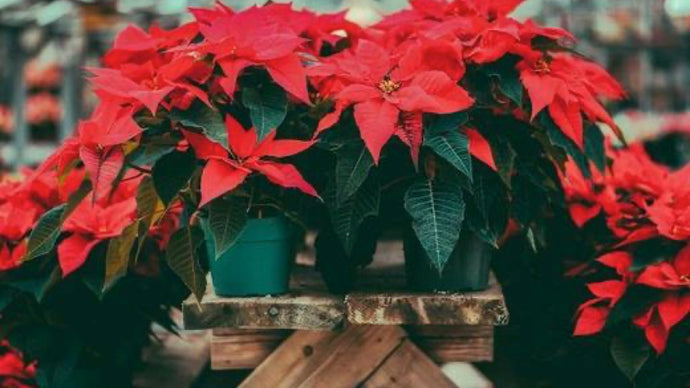 How To: Caring for your Christmas Plants