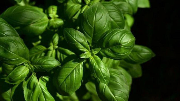Grow Your Own Culinary Favourites – Basil and Rosemary!