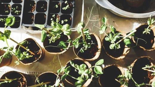 Ten Things You NEED to Know About Starting Seeds From Scratch - Floral Acres Greenhouse & Garden Centre