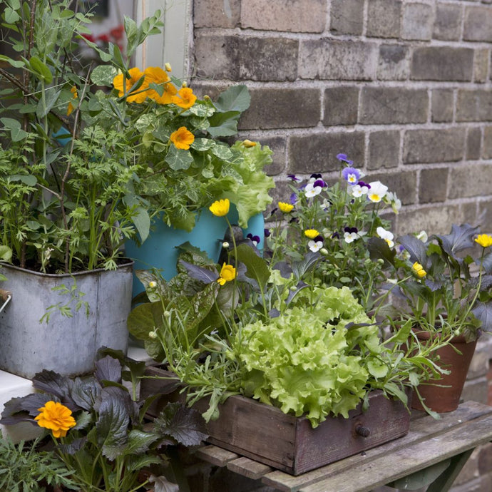 Spring Container Planting Tips