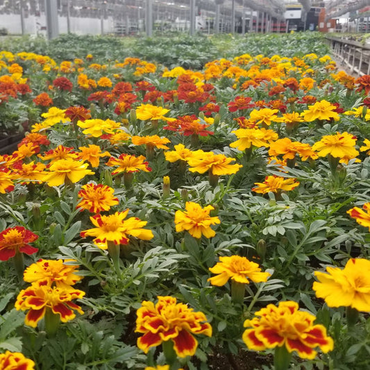 April 2026 In the Garden