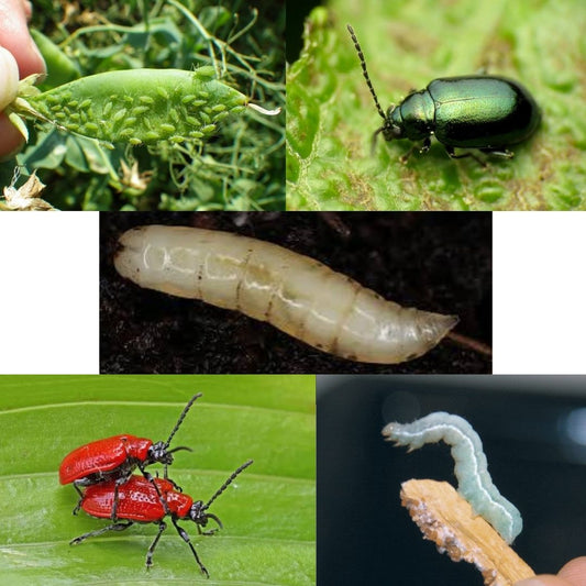 Five Garden Pests (and what to do about them!)