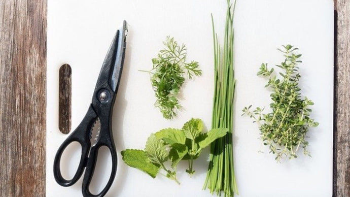 Top 5 Herbs to Enjoy ALL Winter!