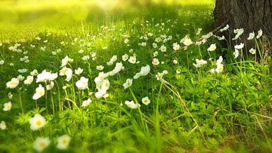 April In The Garden
