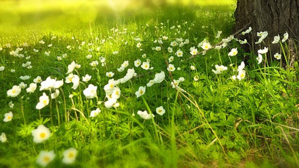 April In The Garden