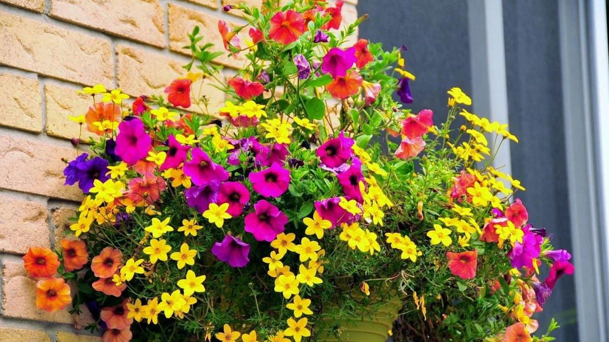 How to Maintain a Beautiful Flowering Basket – Floral Acres Greenhouse ...