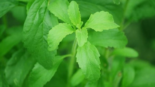 Stevia – How Sweet It Is!