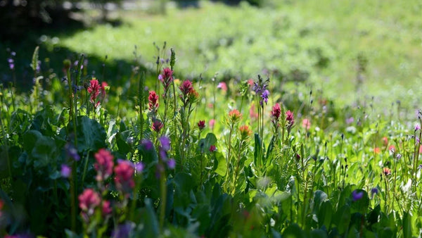 May In The Garden