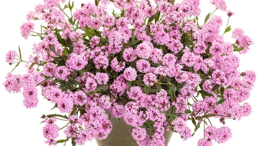 Top 5 New Proven Winners Annuals for 2022