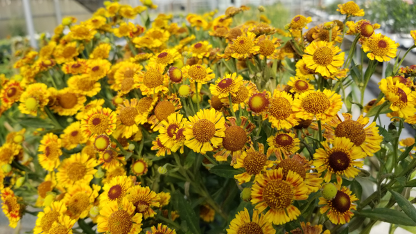 Top 5 Hot Fall Blooming Perennials