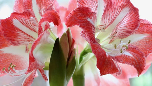 Add Some Sparkle to Your Christmas Season -Plant An Amaryllis!