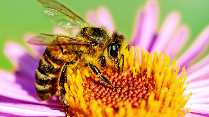 Top 5 - Zone 3 Perennials for Pollinators