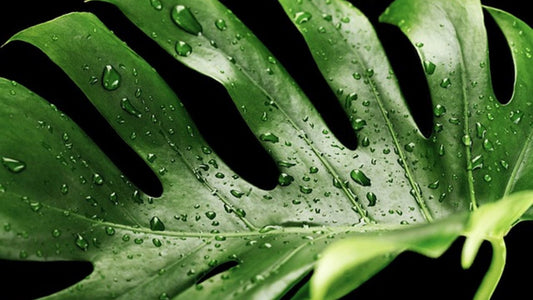 Top 5 Winter Houseplant Care Tips