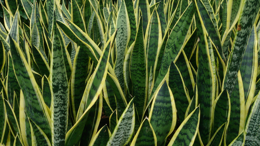 Top 5 Tropicals For A Cool Room