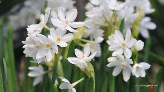 Enjoy a White Christmas! Forcing Paperwhite Bulbs
