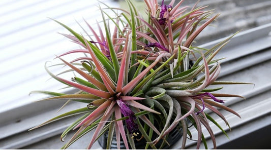 In The Garden: Tillandsia