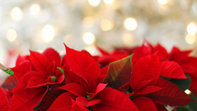 Christmas Plant Questions Answered