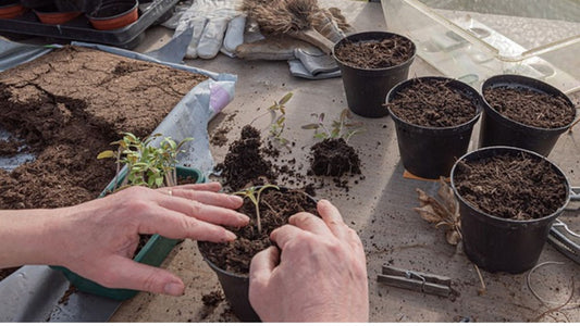 Garden Jargon For Beginners : Starting Seeds