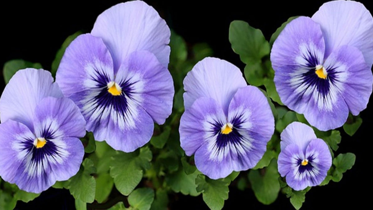 Take The Chill Out of Early Spring – Plant Pansies! – Floral Acres ...