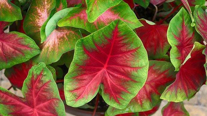 The All-Season Color of Caladiums