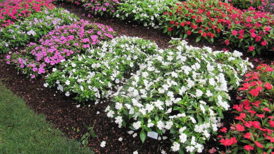 My Top Five New Plants For 2022