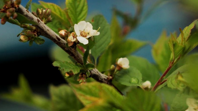 Top 5 Cold Hardy Cherries for the Prairies