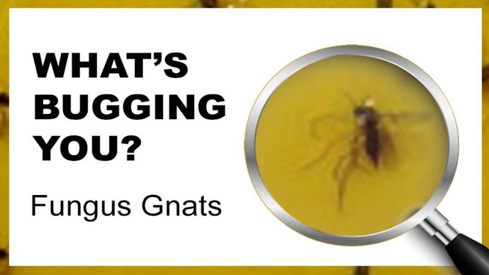 What's Bugging You? Fungus Gnats