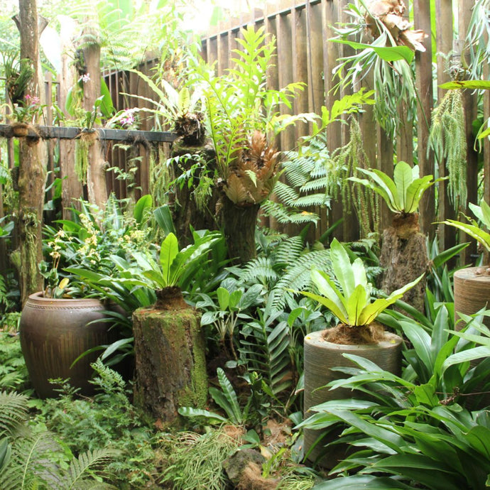 Top 5 Tropical Ferns