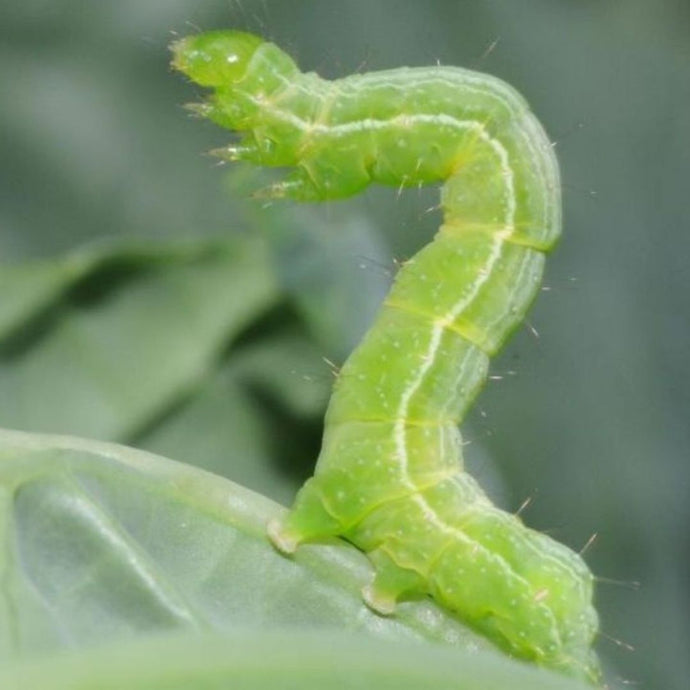 Getting to the Root of the Problem – Learn to Identify Vegetable Insect Pests