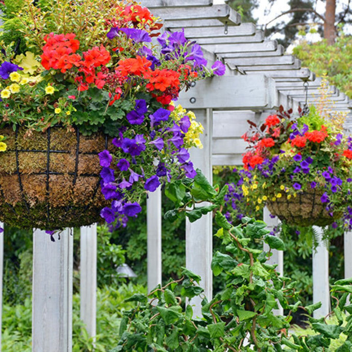 Pruning Annuals