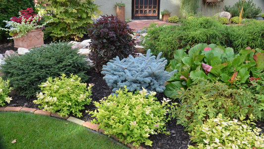 Top 5 Shrubs for the Four Seasons