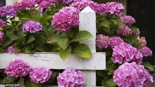 This Spring Plant An Old Fashioned Cottage Garden!