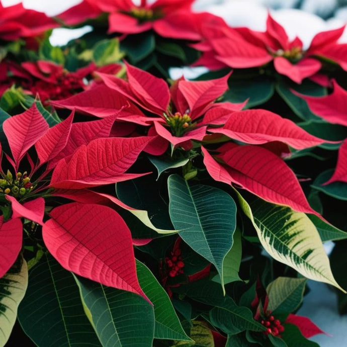 How to Choose the Perfect Poinsettia