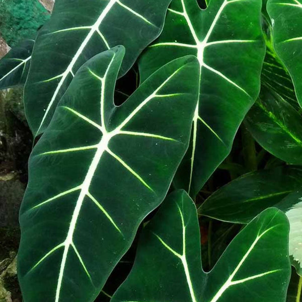 All About Alocasia: Five Facts