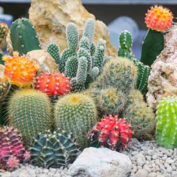 Growing Cacti in Your Home