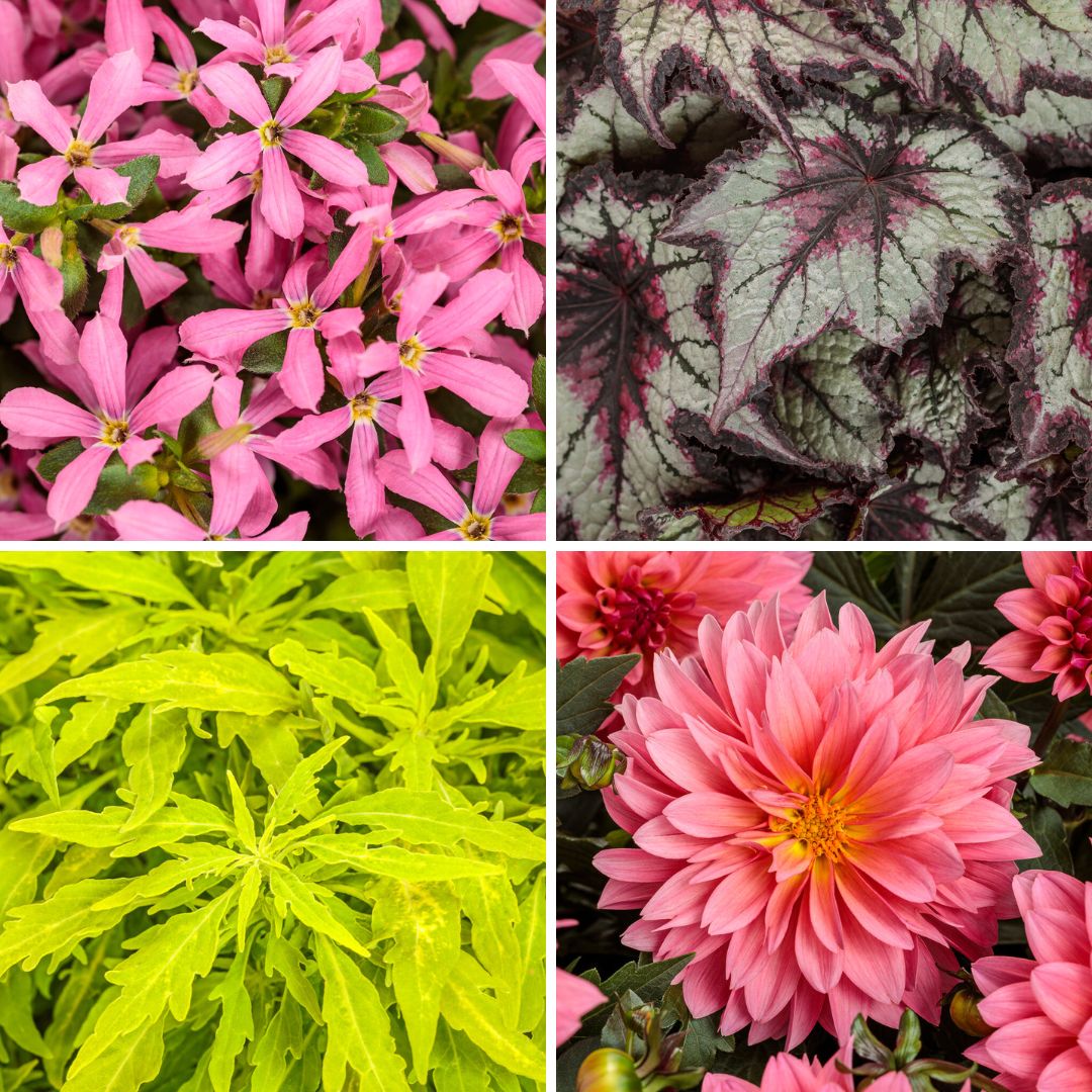 Proven Winners Top 5 New Annuals for 2025