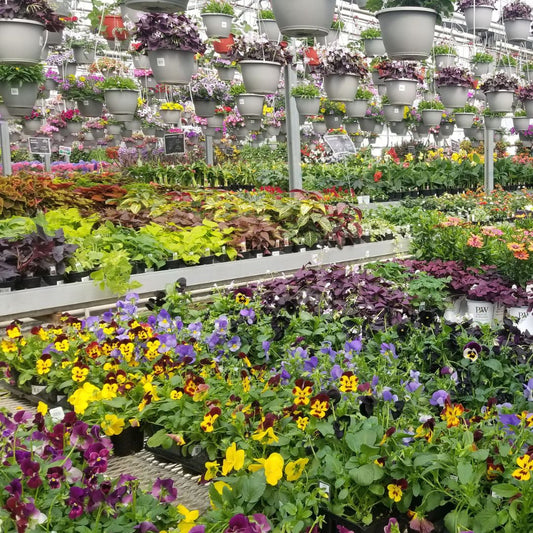 Five Shade-Loving Annuals