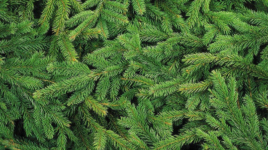 Caring For Your Fresh Cut Christmas Tree