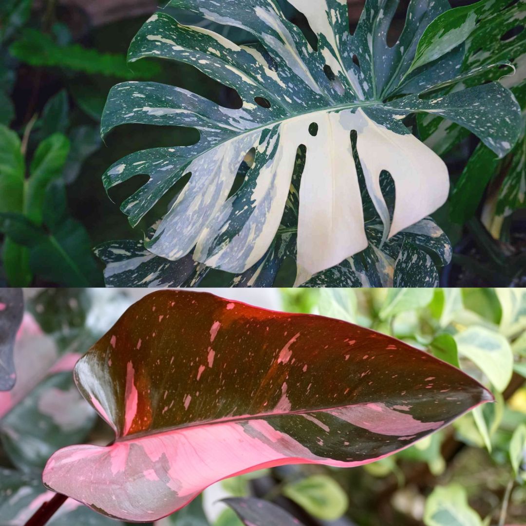 Plant Variegation – The Top 5 Things You Should Know! – Floral Acres ...