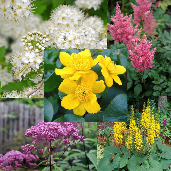 Perennials That Love to Get Their Feet Wet!