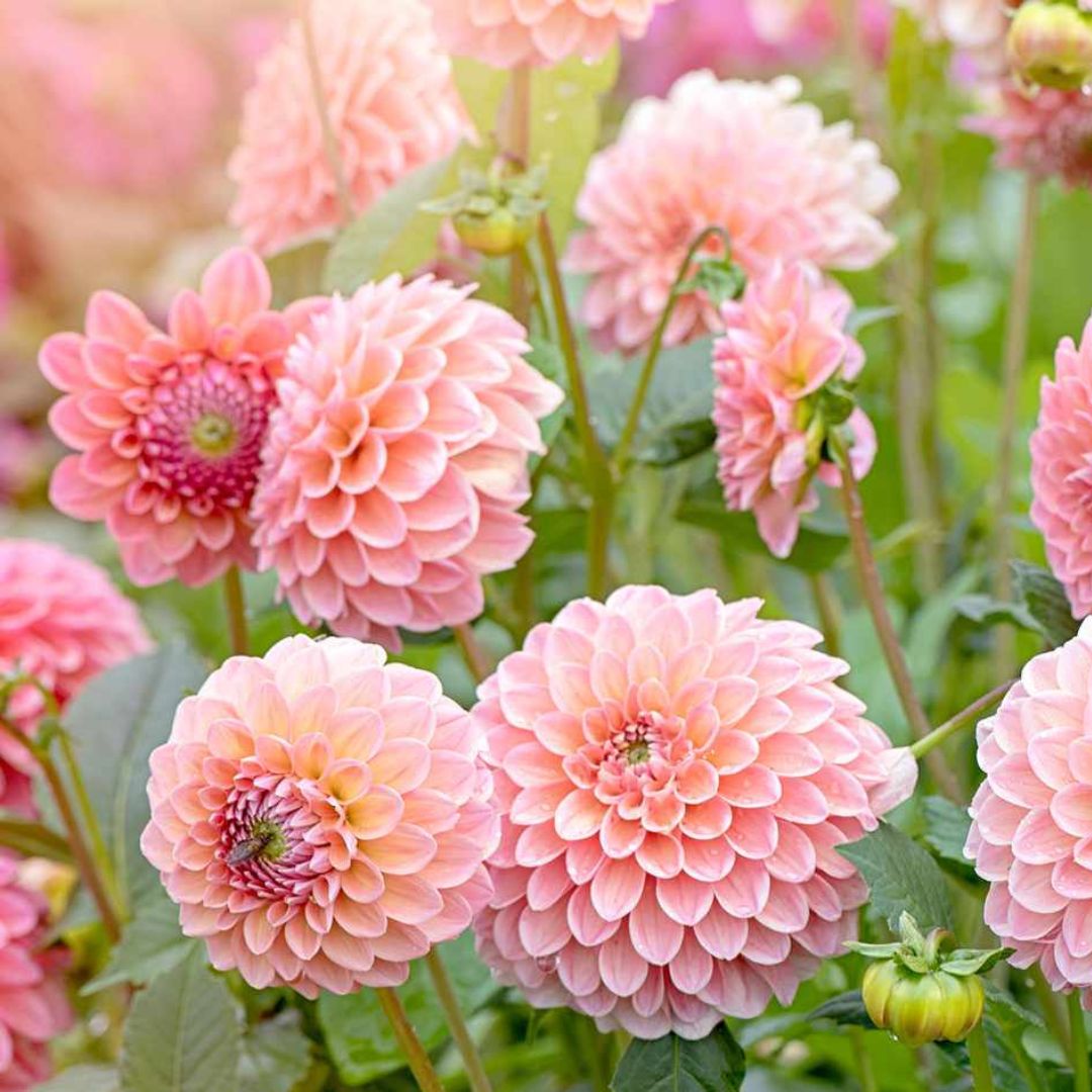 Top 5 Tips for Growing Delightful Dahlias! Floral Acres Greenhouse