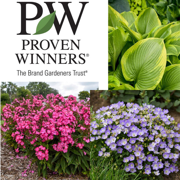 Top 5 New 2025 Zone 3 Perennials from Proven Winners
