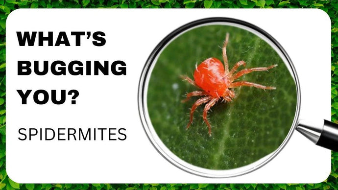 How to Get Rid of Spider Mites on Your Houseplants