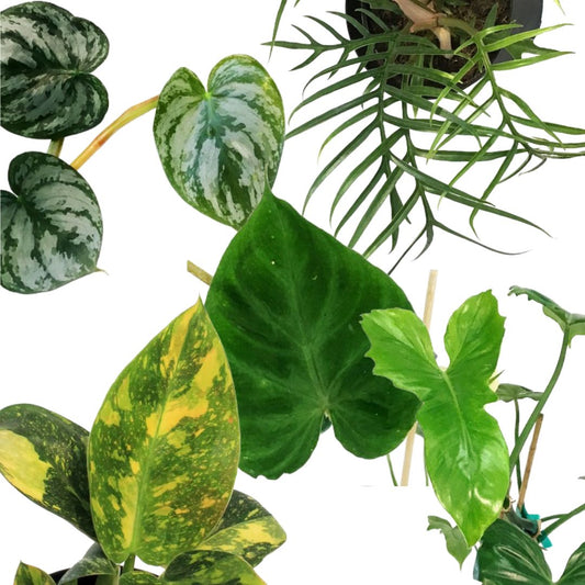 Five Unique Philodendrons for Your Collection