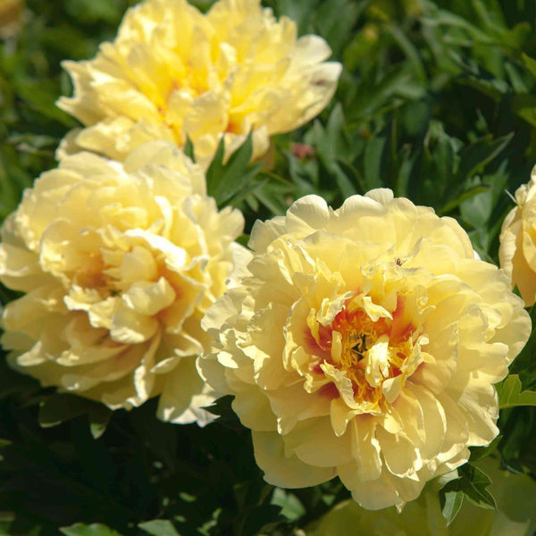 Growing Itoh Peonies – Yes, You Can Do It!